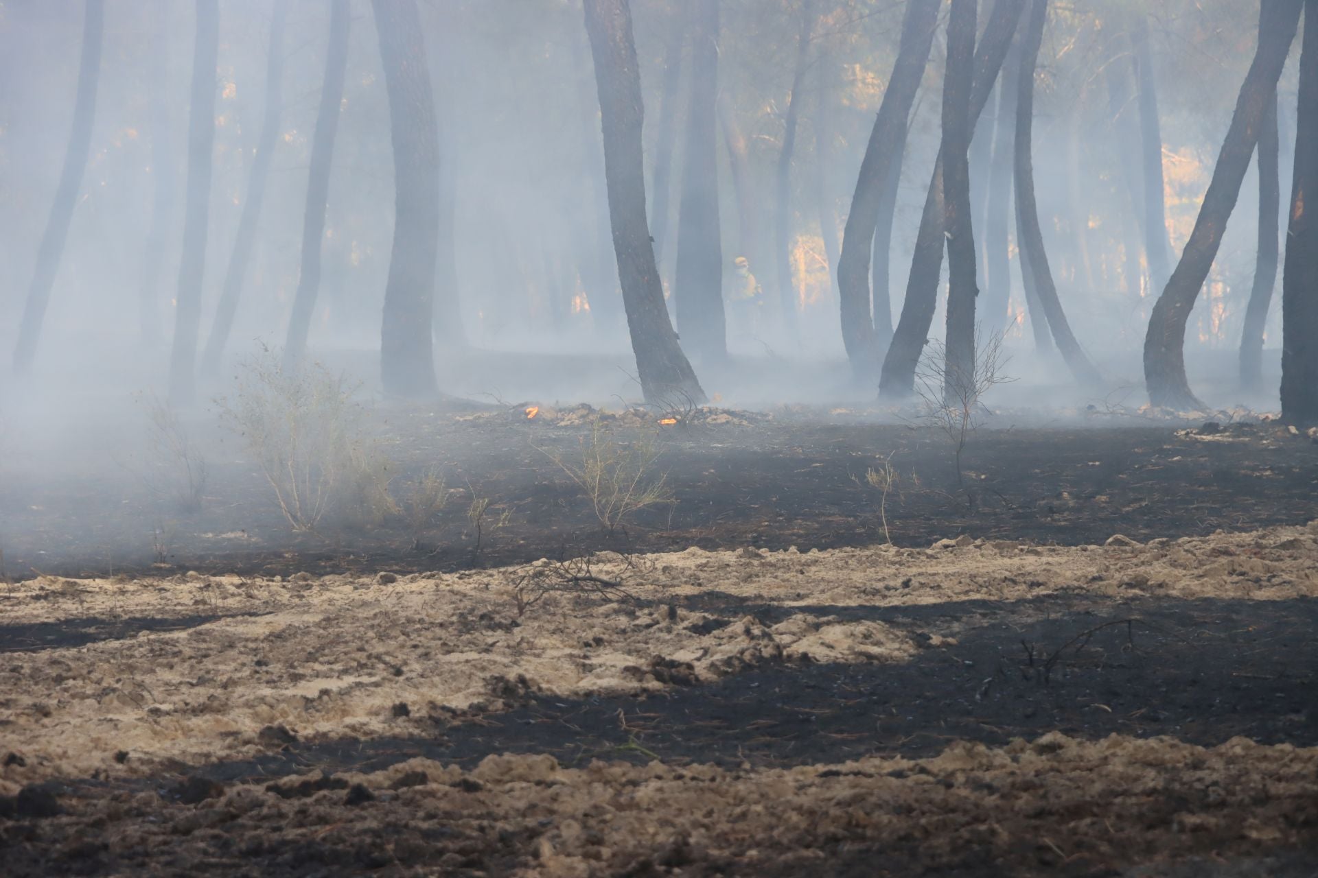 Fotos del incendio en un pinar de Coca