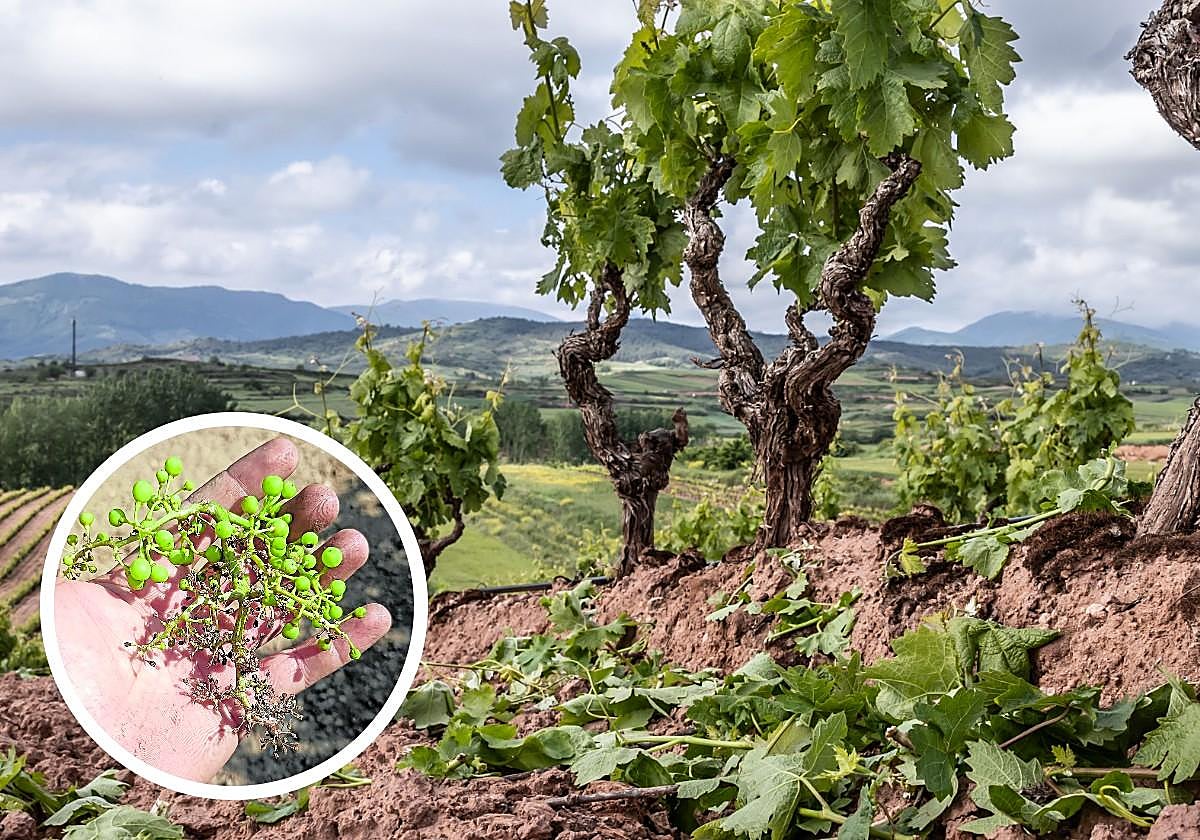 Viñedo afectado por mildiu en la D.O. Rueda, Castilla y León, julio de 2025.