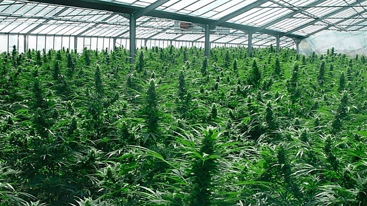 Una empresa de Soria ya produce cannabis medicinal y sacará a sus trabajadores del ERTE