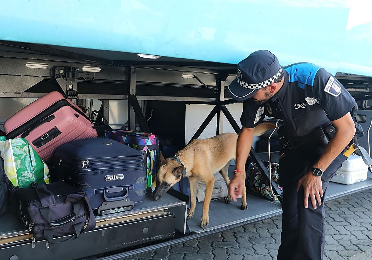 Un perro de la unidad especial de la Policía Local, en una inspección de maletas en un autobús.