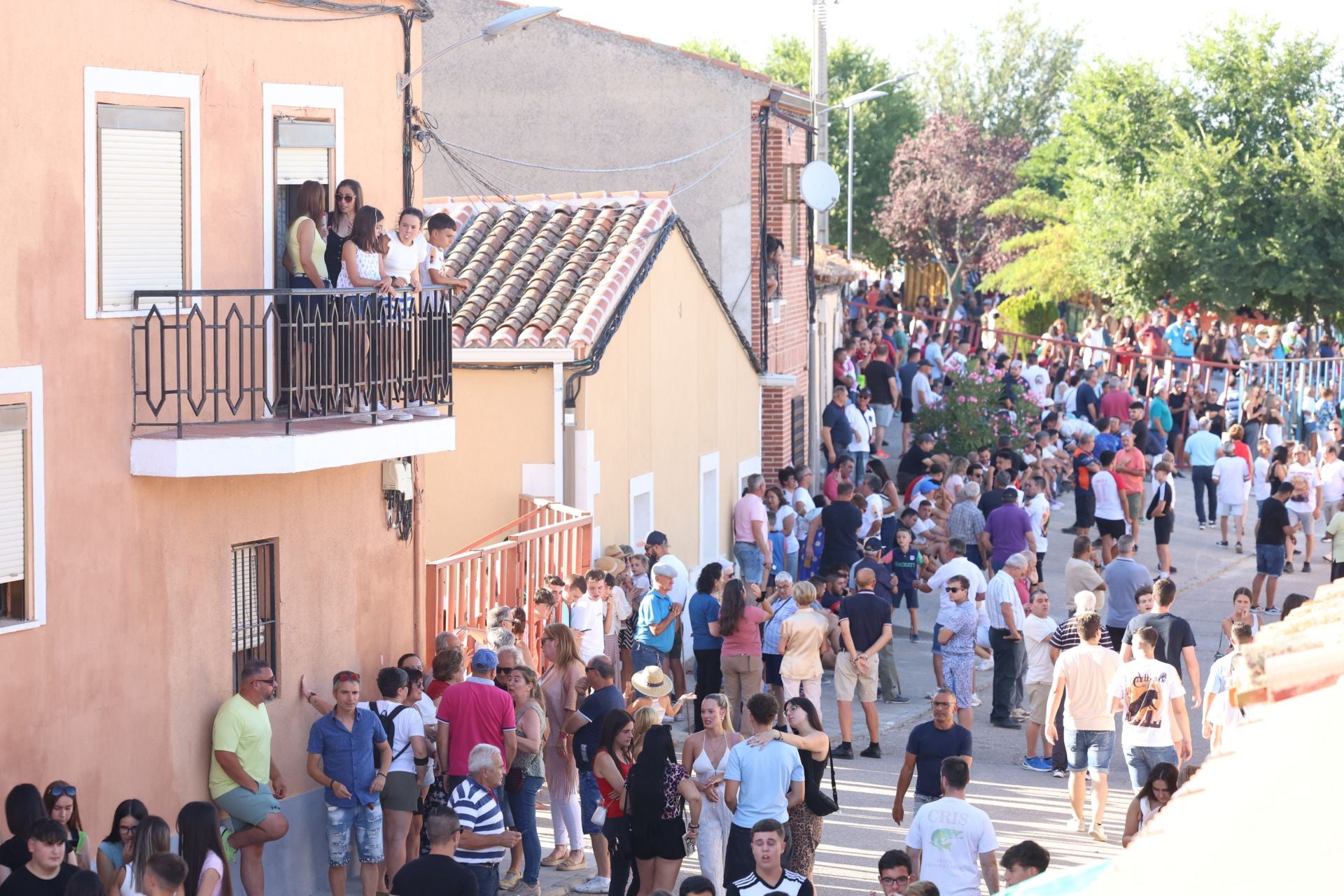 La suelta de toros de Carpio, en imágenes