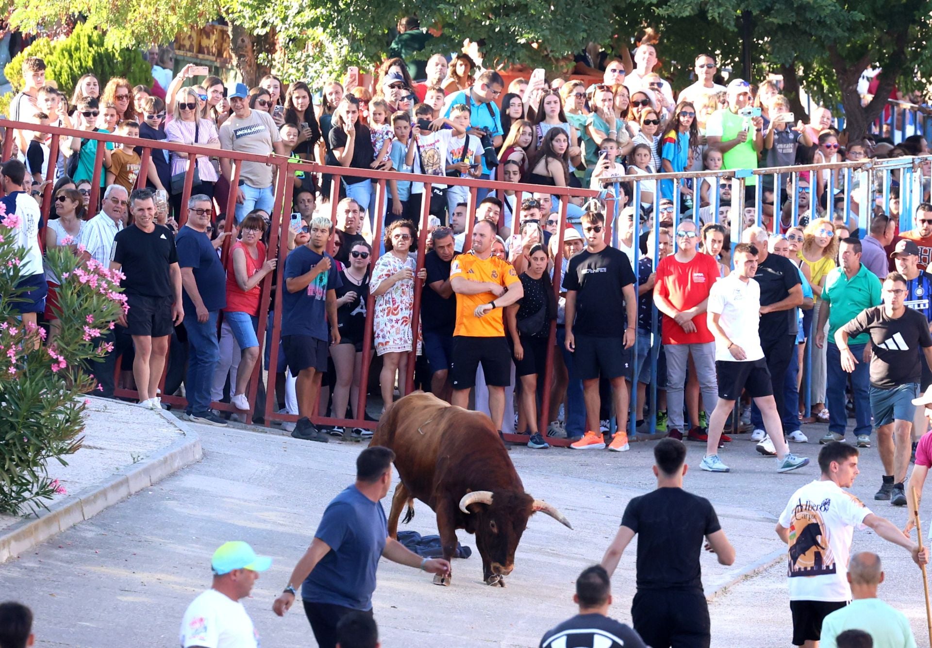 La suelta de toros de Carpio, en imágenes