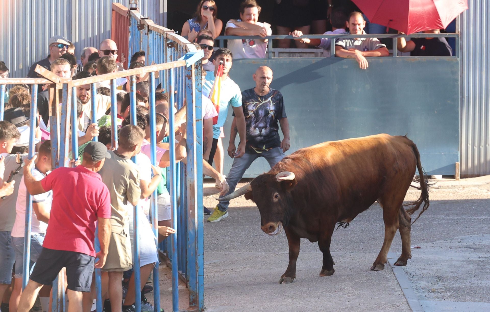 La suelta de toros de Carpio, en imágenes