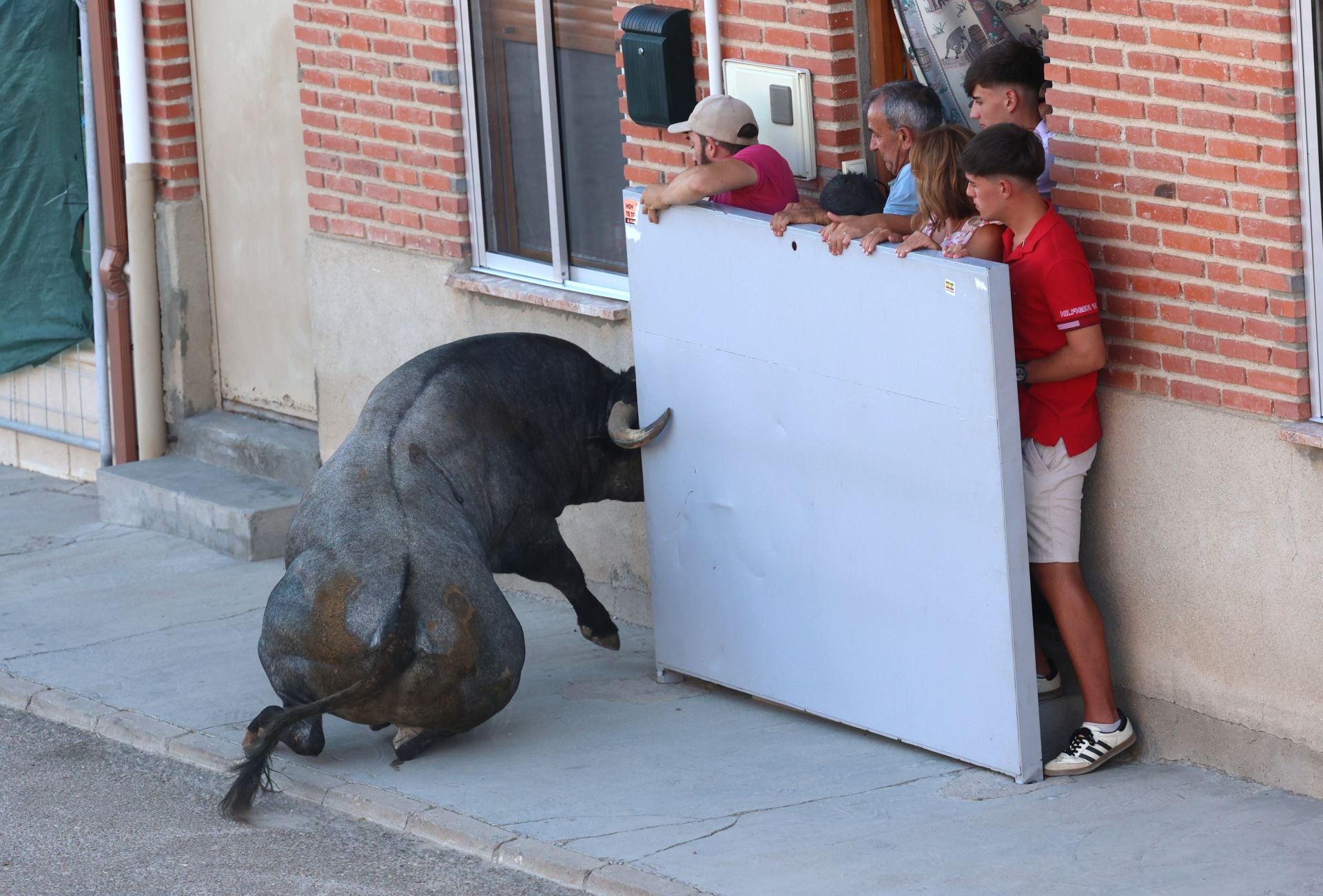 La suelta de toros de Carpio, en imágenes