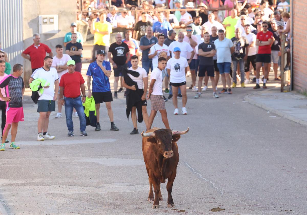 La suelta de toros de Carpio, en imágenes