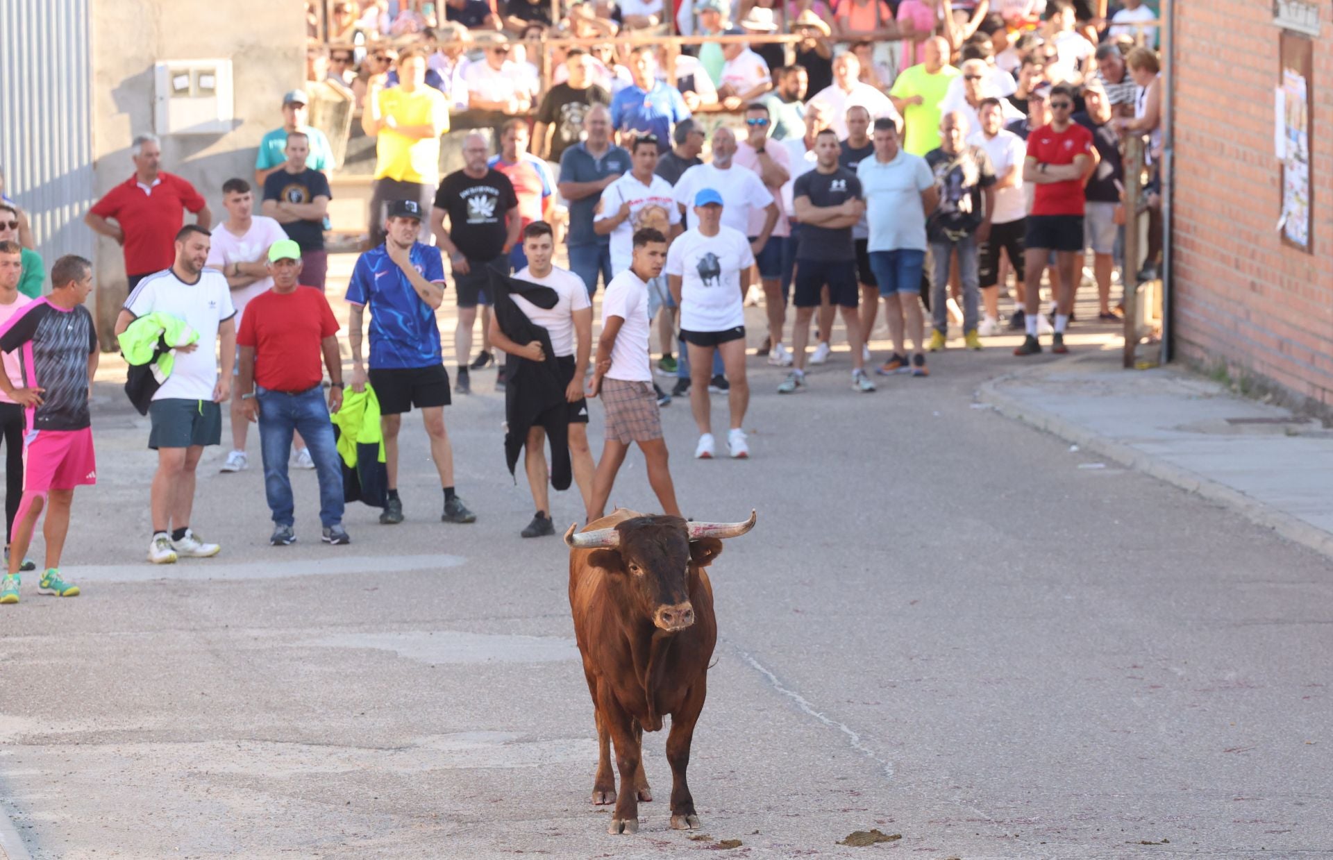 La suelta de toros de Carpio, en imágenes