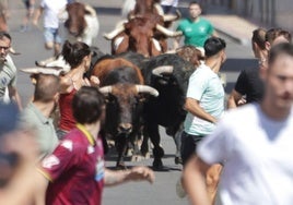 Los novillos de Martín Lorca abren los festejos taurinos de Íscar