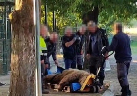 Traslado de los osos del Coto Escolar hacia Alemania.