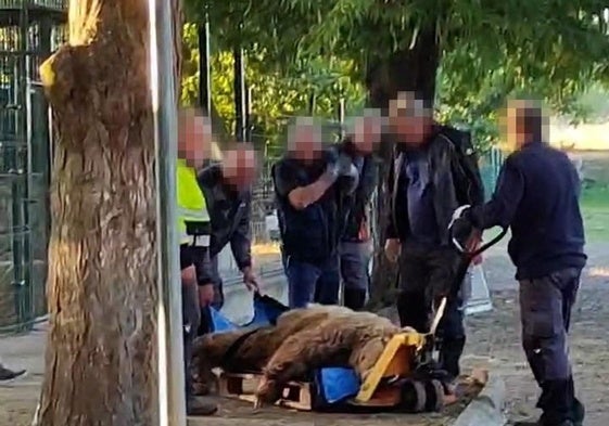 Traslado de los osos del Coto Escolar hacia Alemania.