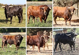 Los impresionantes astados de la ganadería de Ribera de Campocerrado que se lidiarán en la final de Íscar.