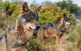UCCL denuncia inacción administrativa ante ataques del lobo