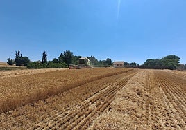 Una cosechadora realizando labores en una parecela de cereal.