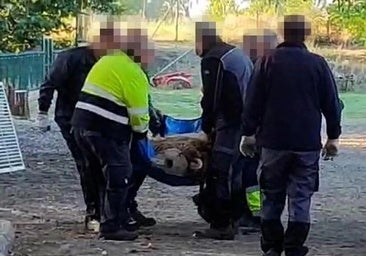 De León a Múnich: los osos Luna y Ponderoso ya hacen cuarentena tras un viaje «sin complicaciones»