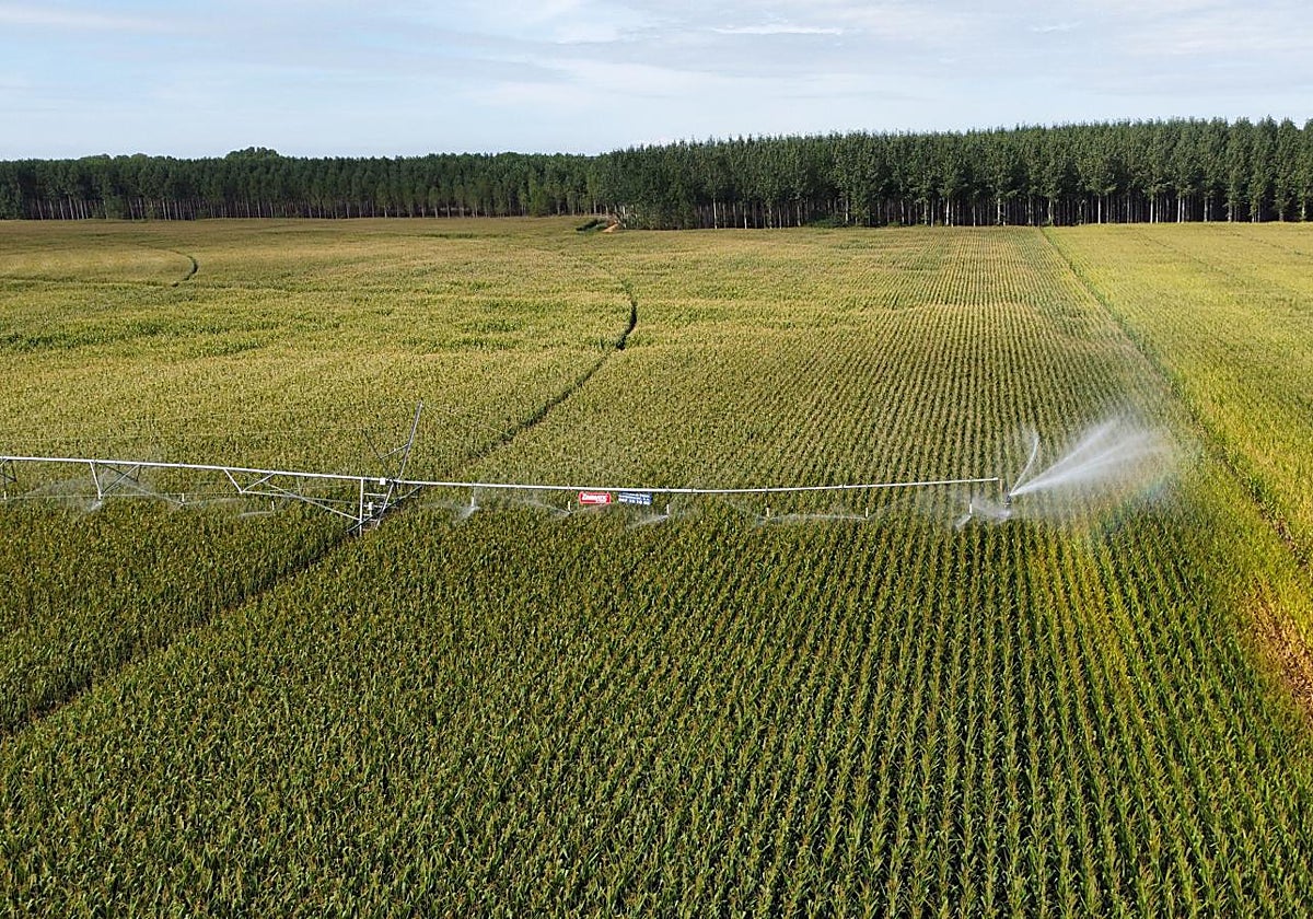 Riego en una parcela cultivada de maíz en la provincia de León.