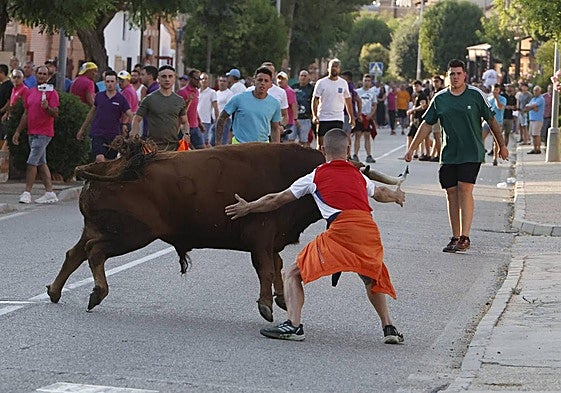 Imágenes del encierro celebrado este sábado en la localidad vallisoletana de La Seca