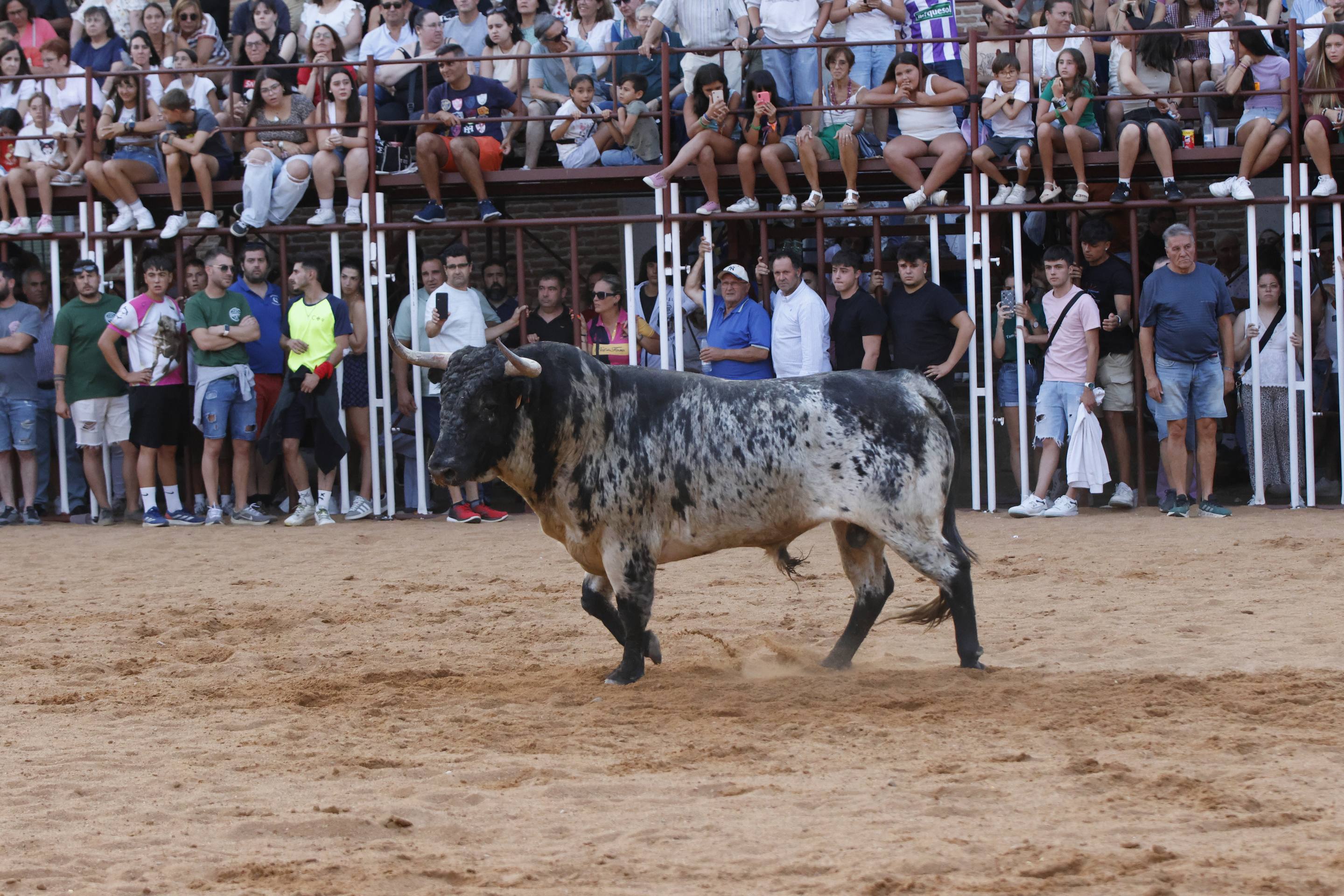 Las imágenes del encierro de La Seca