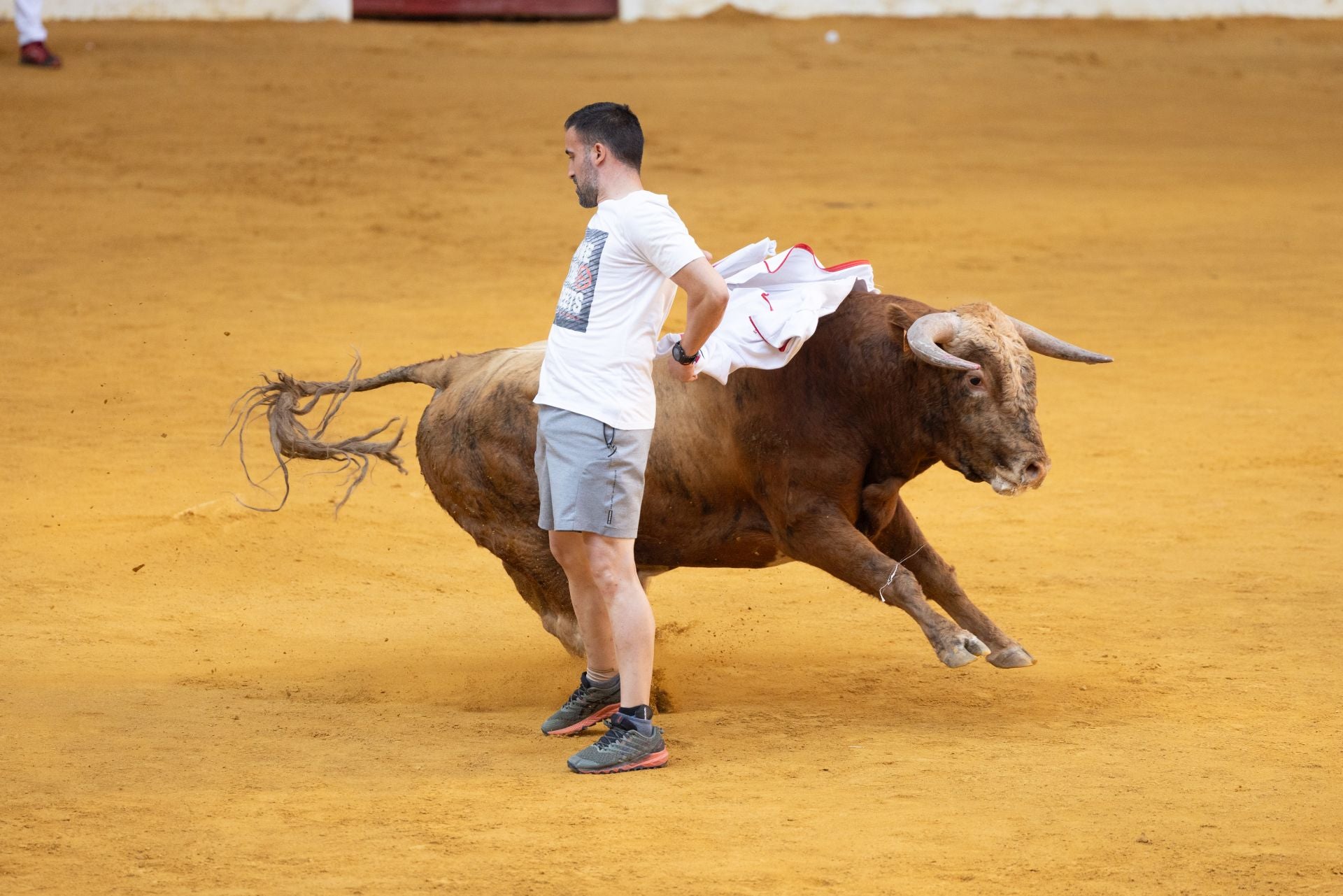 Encierro y probadilla en las fiestas de Íscar