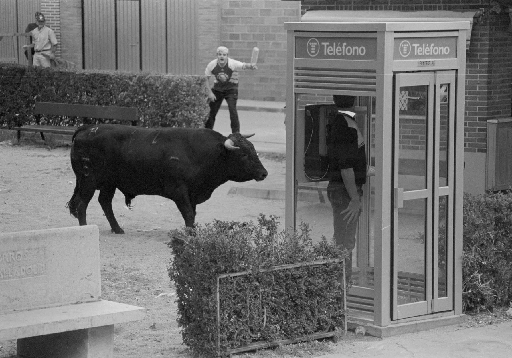 Desenjaule del Toro del Alba en La Seca. 7 de agosto de 1999.