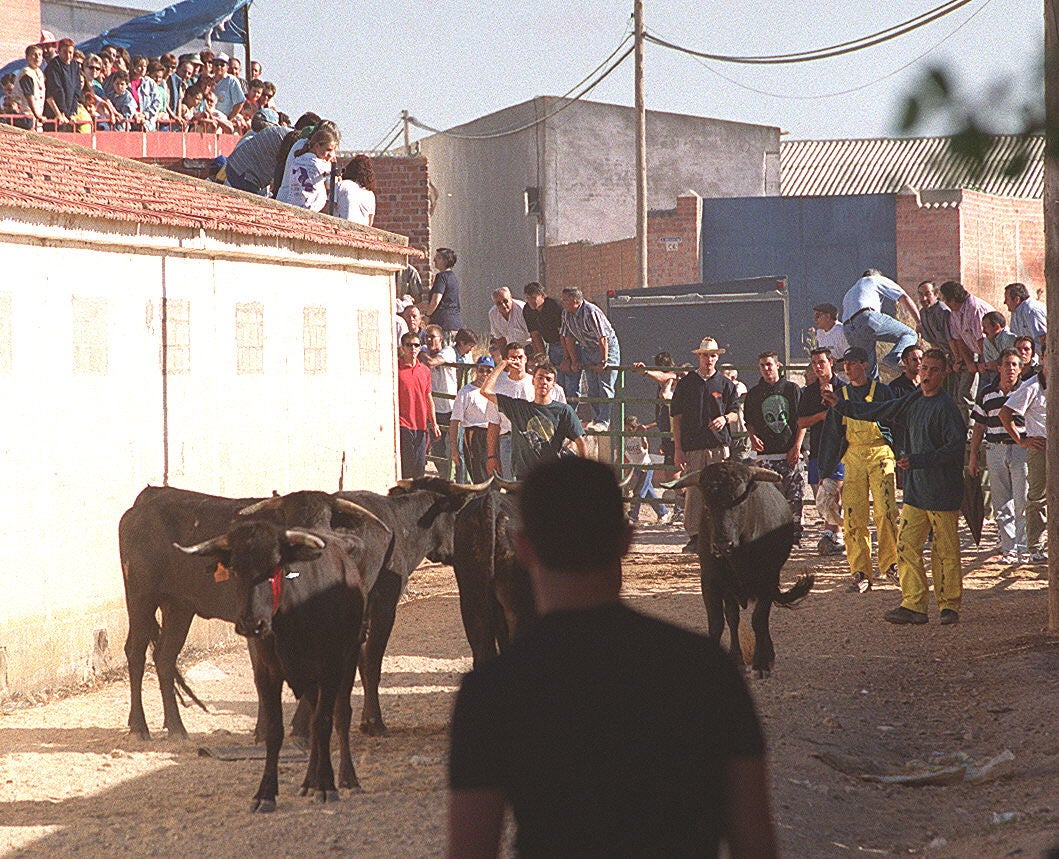Encierro en la fiestas de Cigales. 15 de julio de 2000.