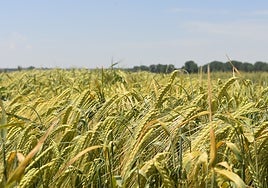 Un campo de cereal en la región