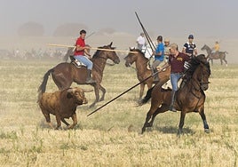 Un caballista guía con la garrocha a uno de los astados.