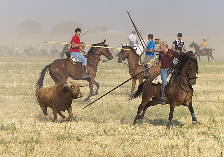 Un caballista guía con la garrocha a uno de los astados.