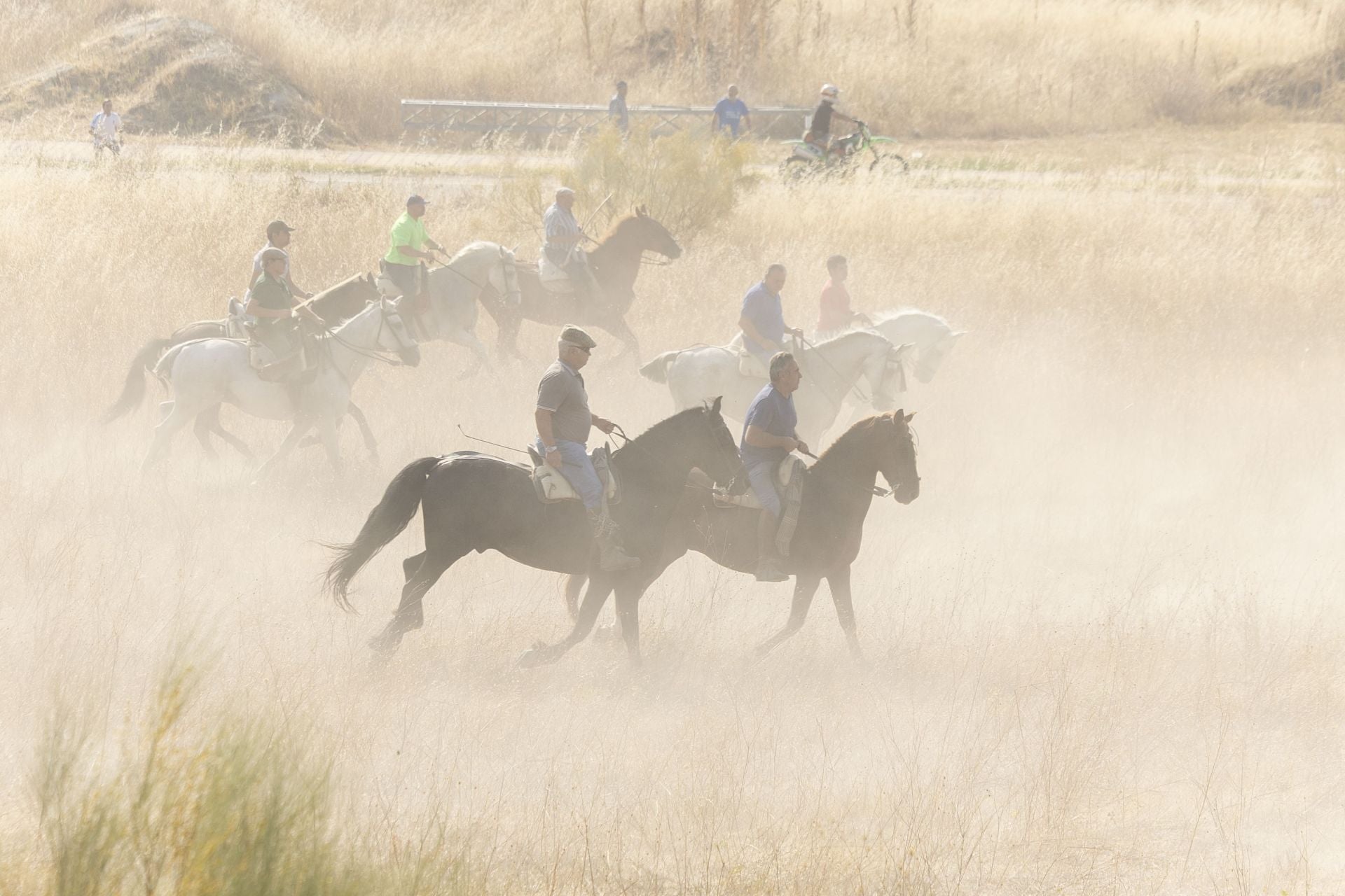 Las imágenes del encierro mixto de Íscar