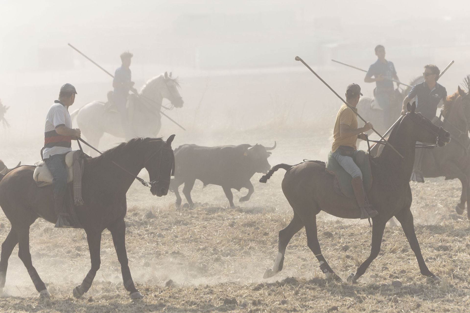 Las imágenes del encierro mixto de Íscar