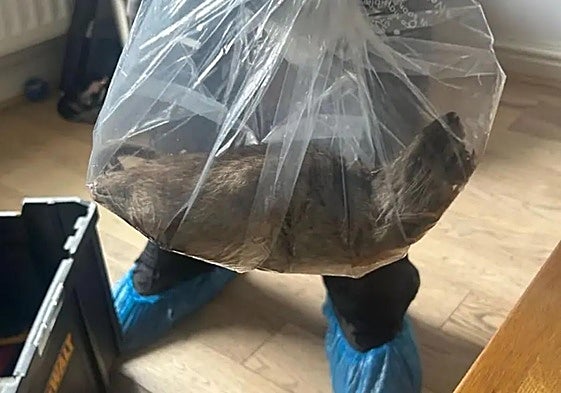 Imagen de la rata gigante encontrada en Reino Unido.
