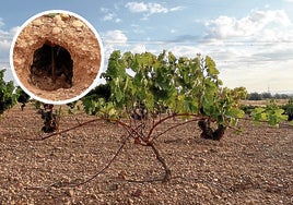 Viñedo afectado por la acción de los conejos en Cigales.