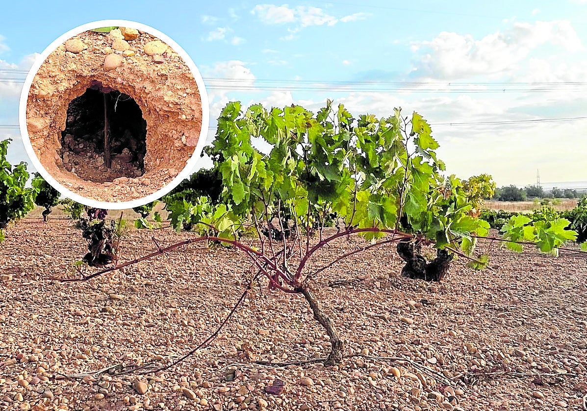 Viñedo afectado por la acción de los conejos en Cigales.
