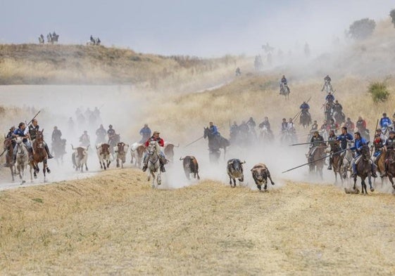 Caballistas arropan a la manada a la entrada en el casco urbano de Cuéllar.