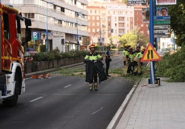 Cortan el tráfico en Isabel la Católica tras caerse un árbol junto al nuevo carril bici