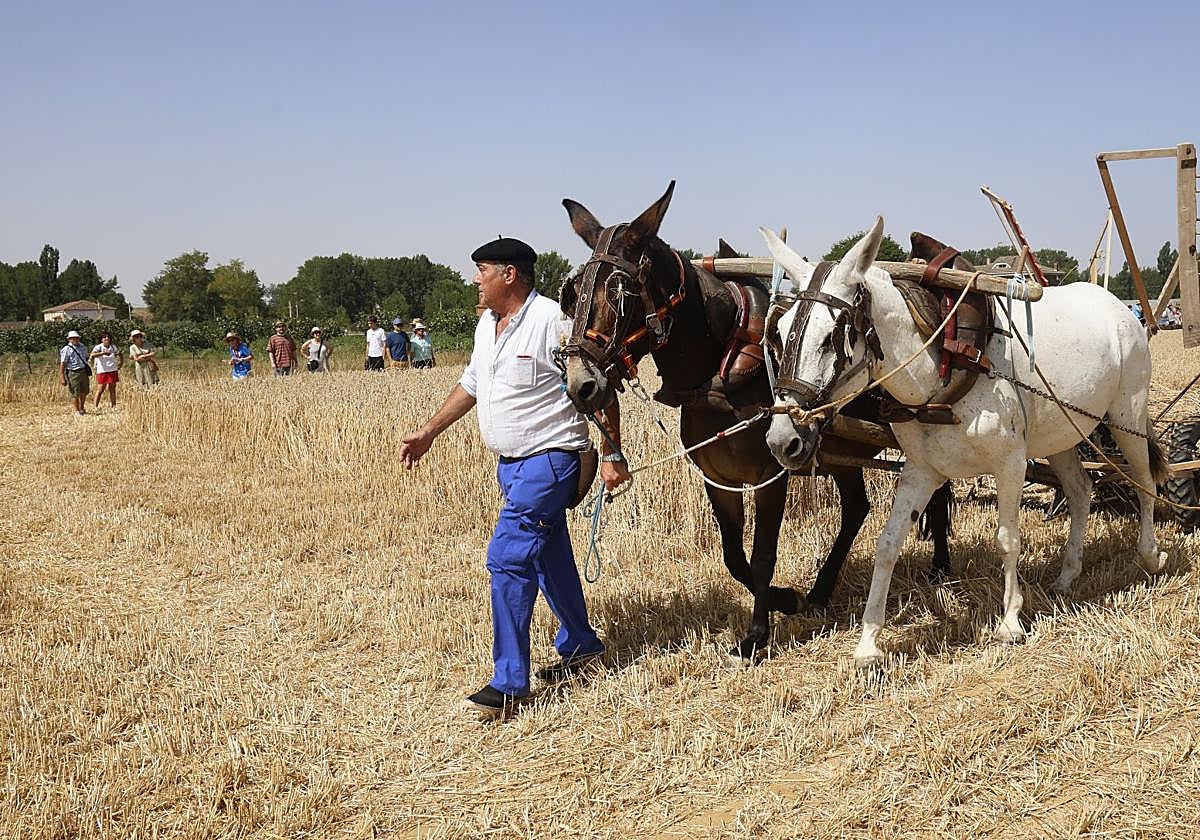 Castrillo de Villavega retrocede al pasado con la Fiesta de la Trilla
