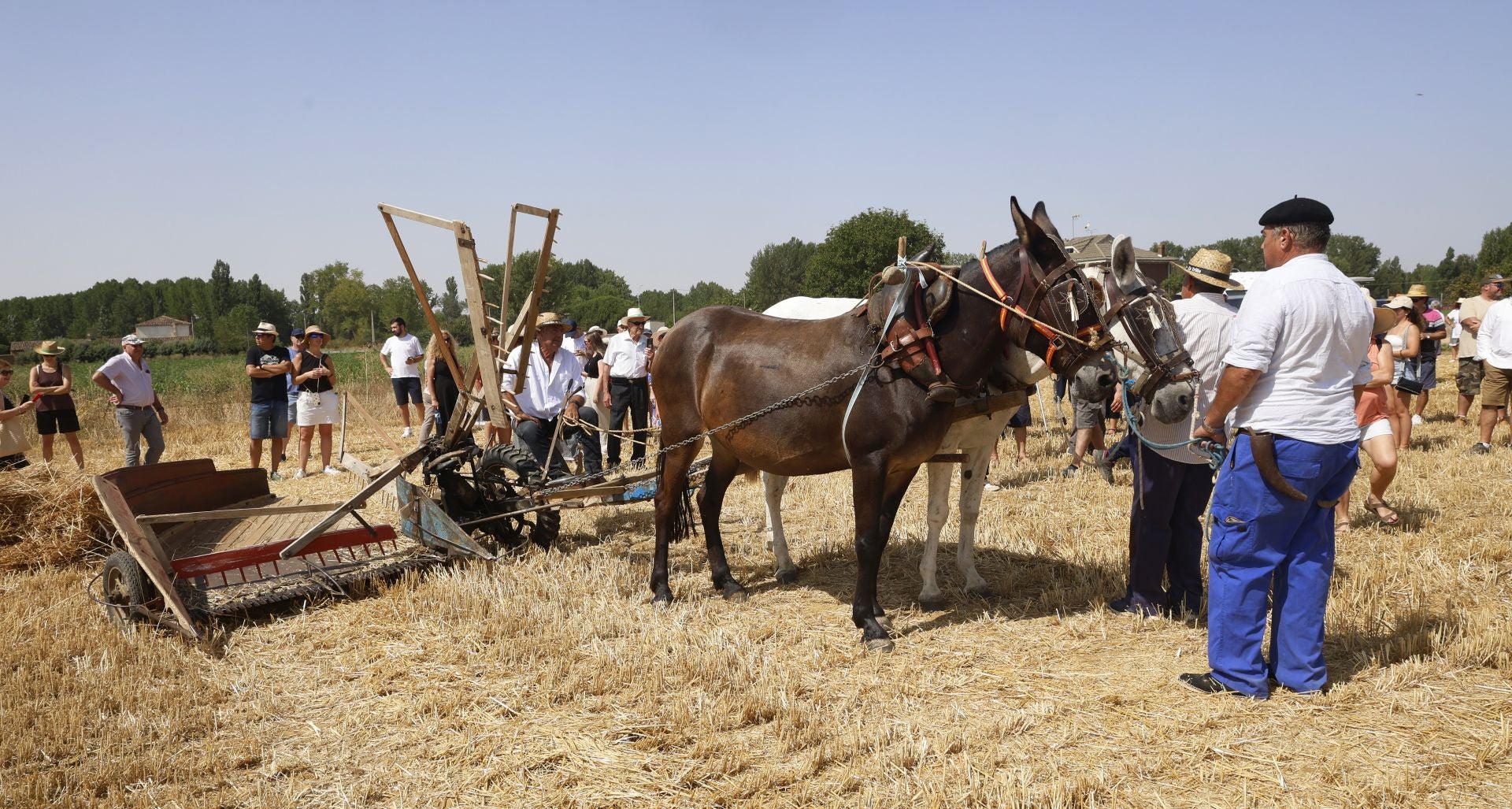 Castrillo de Villavega retrocede al pasado con la Fiesta de la Trilla