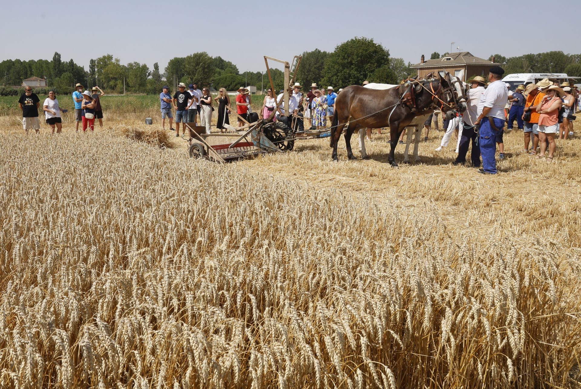 Castrillo de Villavega retrocede al pasado con la Fiesta de la Trilla