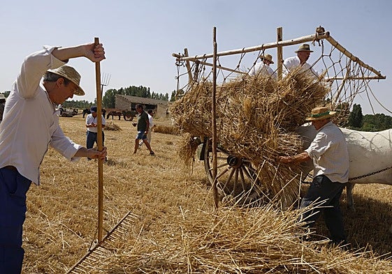 Labores antiguas de labranza, este sábado en Castrillo de Villavega.