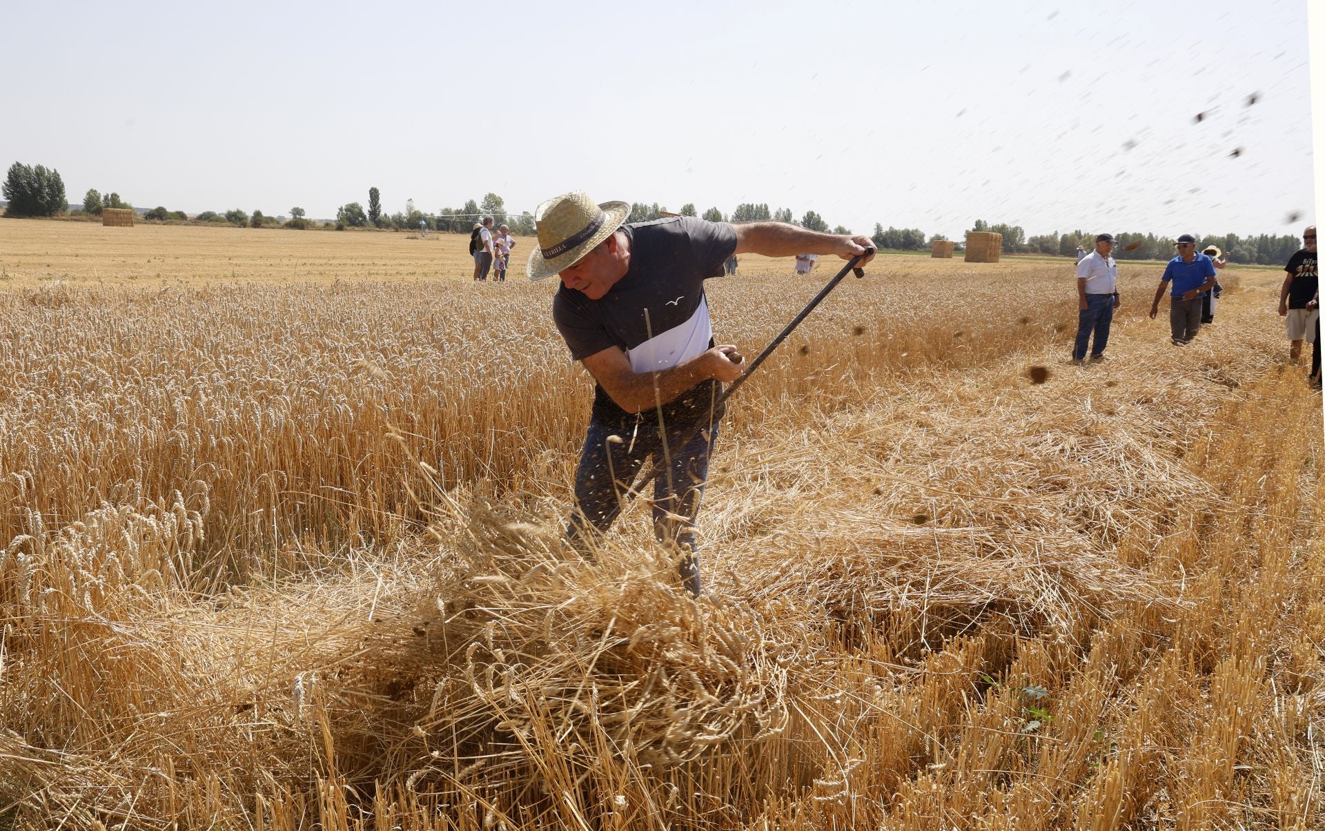 Castrillo de Villavega retrocede al pasado con la Fiesta de la Trilla