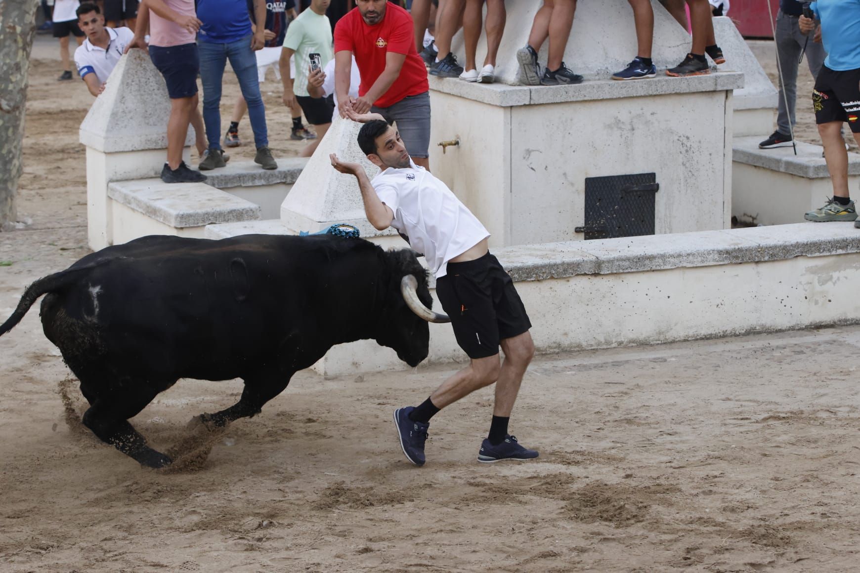 Las imágenes del VII Toro del Caño en Castrejón de Trabancos