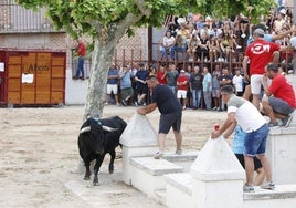Las imágenes del VII Toro del Caño en Castrejón de Trabancos