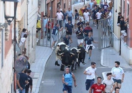 Encierro celebrado el pasado 24 de julio en Tudela de Duero.