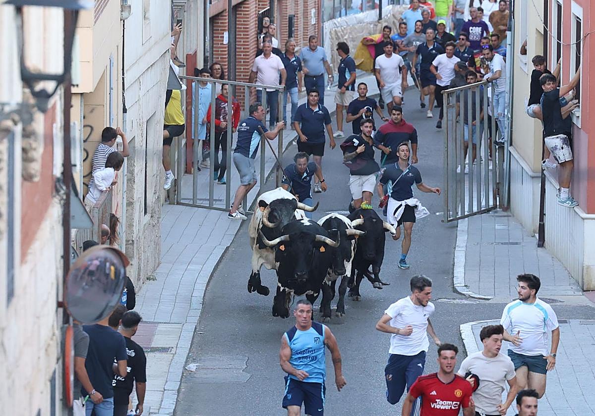 Encierro celebrado el pasado 24 de julio en Tudela de Duero.