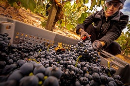 Una temporera deja las uvas recién cortadas en la cesta.