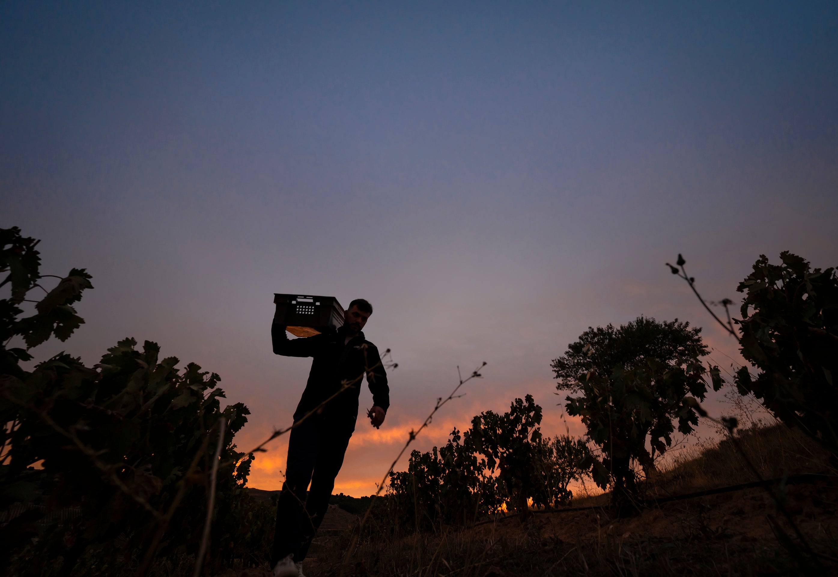 Un temporero recorre las viñas de Peñafiel.