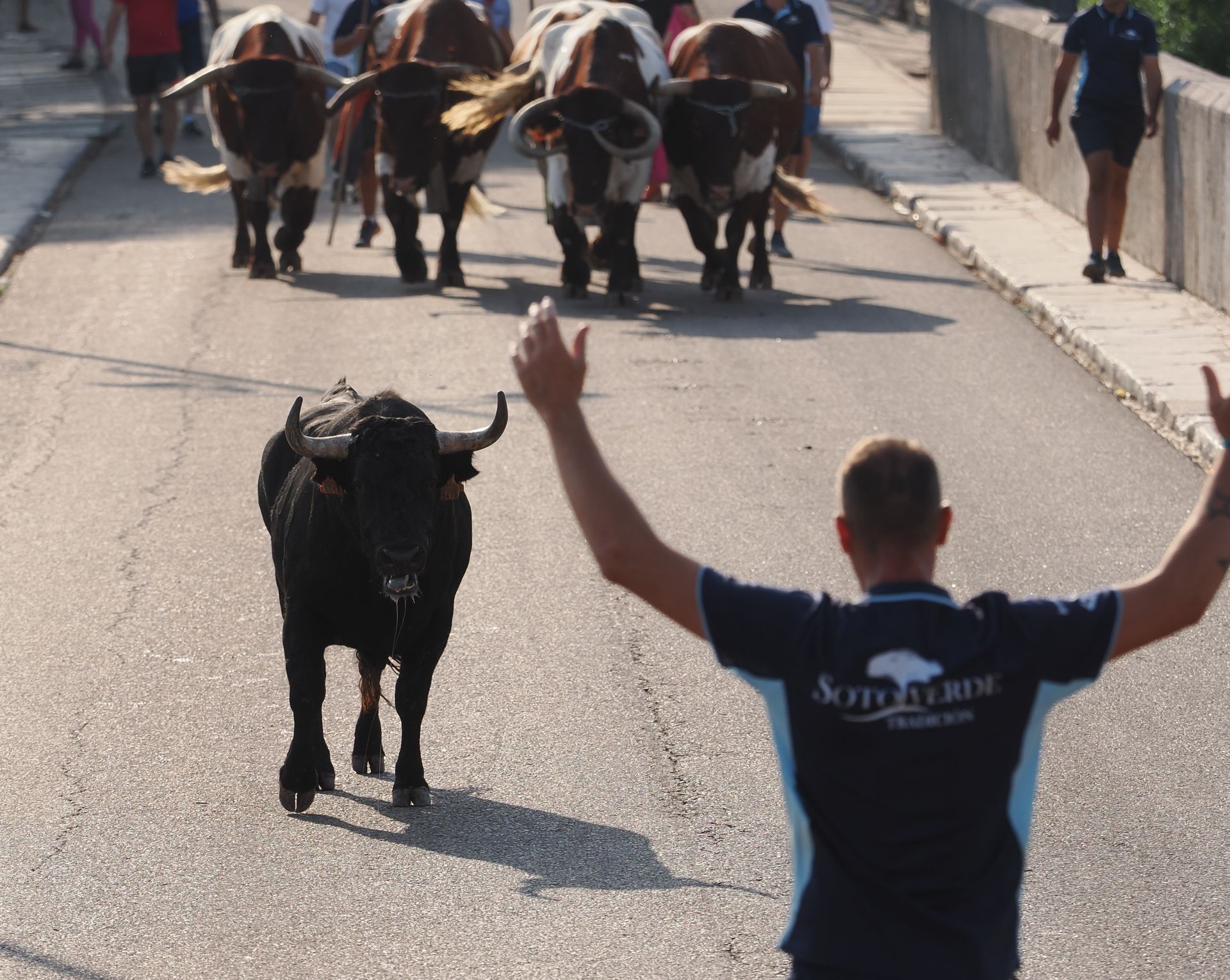 Las imágenes del encierro de Tudela de Duero de este viernes