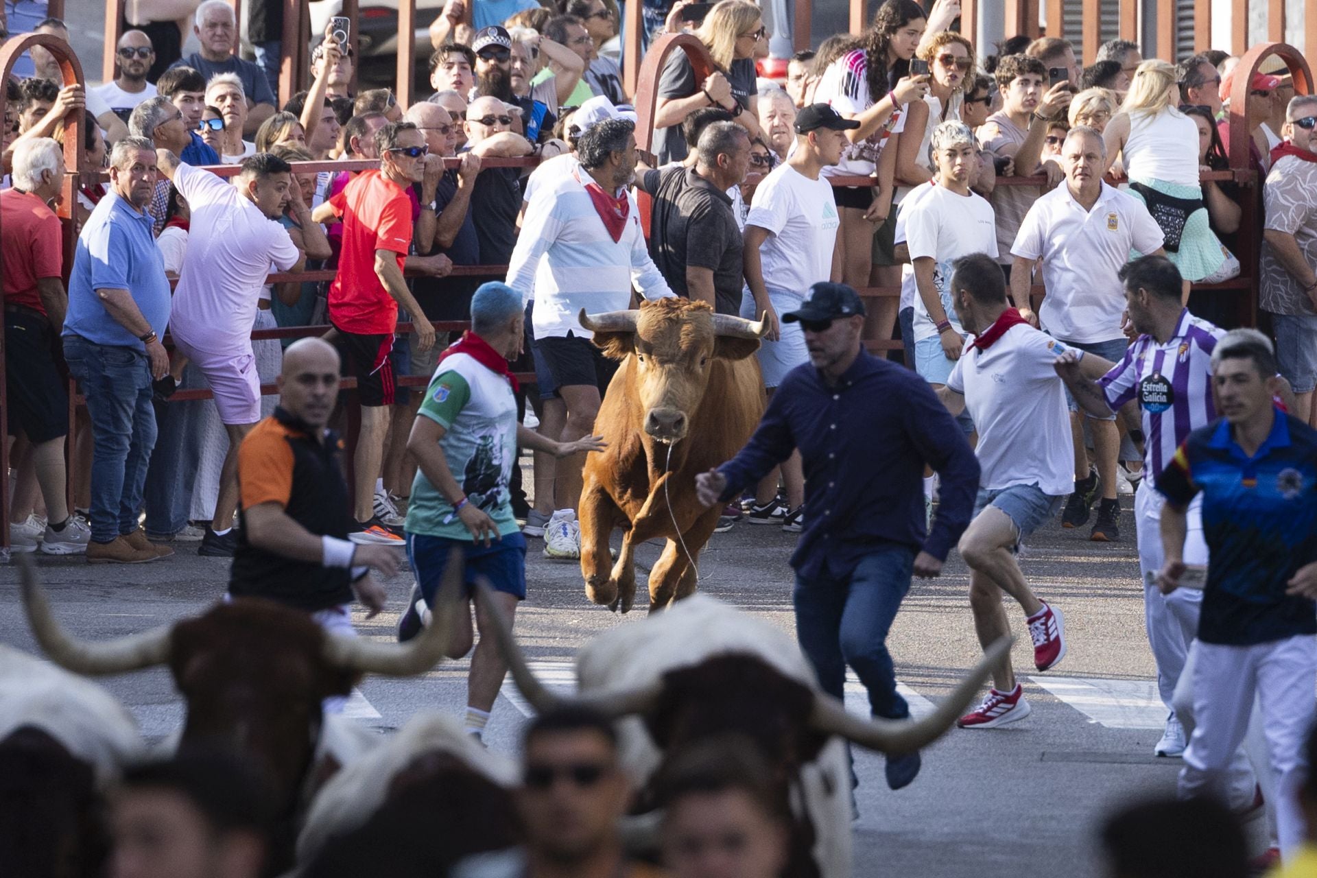 Las imágenes del encierro de Peñafiel de este viernes
