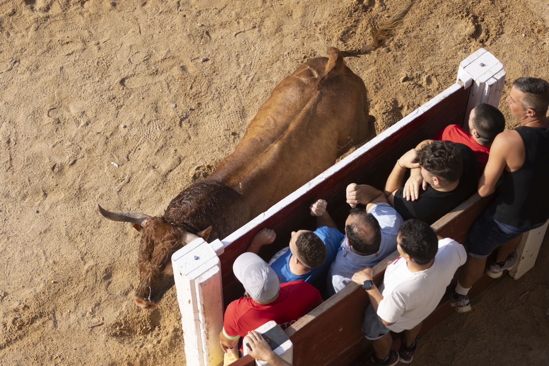 Las imágenes del encierro de Peñafiel de este viernes