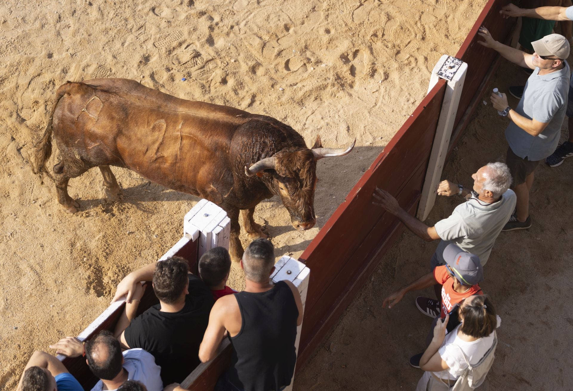 Las imágenes del encierro de Peñafiel de este viernes
