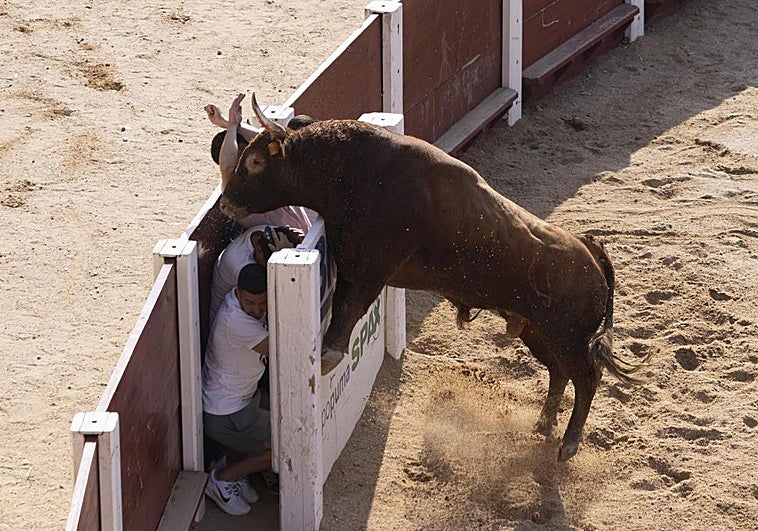 Momento de peligro en uno de los burladeros del ruedo.