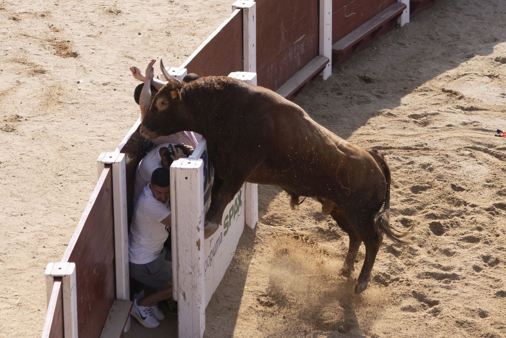 Las imágenes del encierro de Peñafiel de este viernes